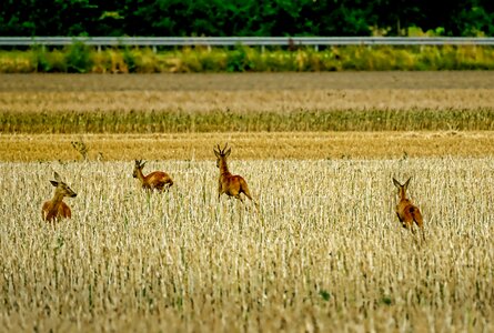Deer escape cereal fields