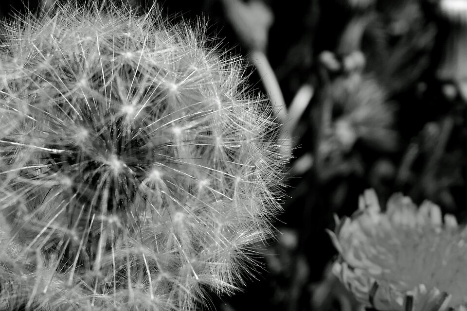 Nature seeds summer