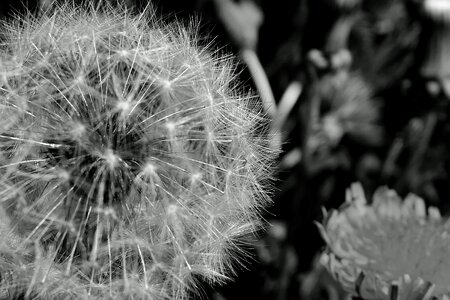 Nature seeds summer