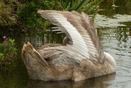 Waterfowl plumage water