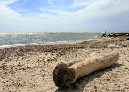 Tree ocean sea photo