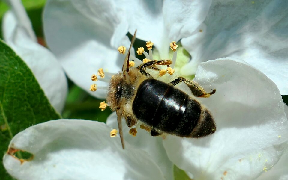 Blossom bloom biology