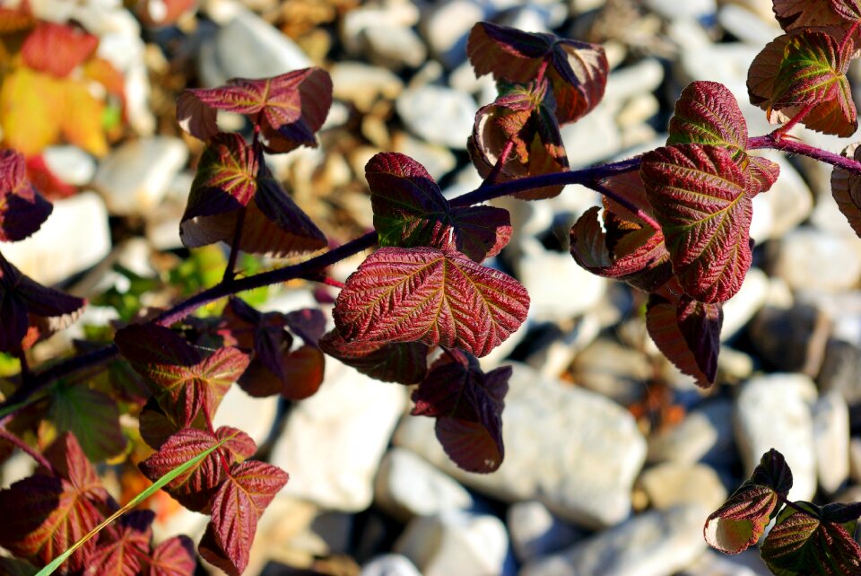 Leaves outdoor rocks