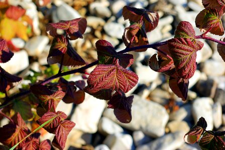 Leaves outdoor rocks