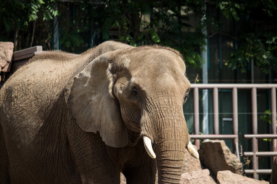 Animal world africa pachyderm
