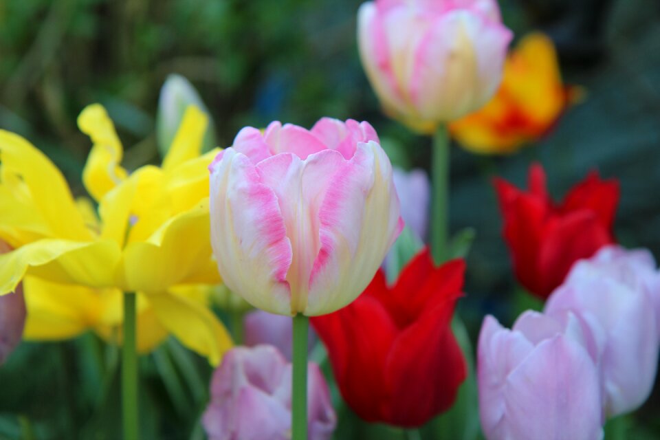 Pink tulip tulip spring flower