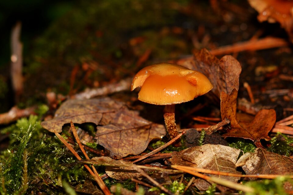 Mushroom forest floor autumn