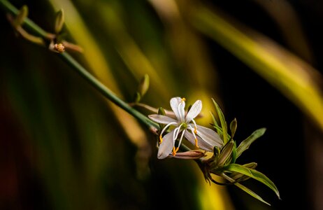 Small flower nature Free photos