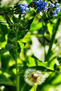 Nature dandelion green photo