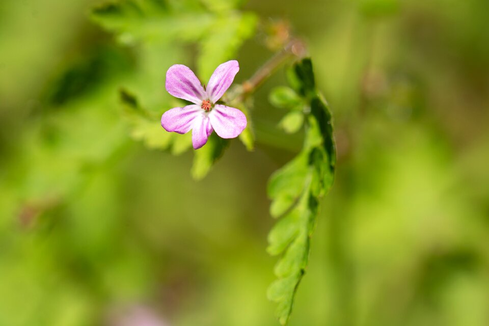 Pink pink flower blossom