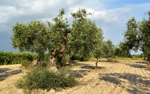 Agriculture olive grove nature