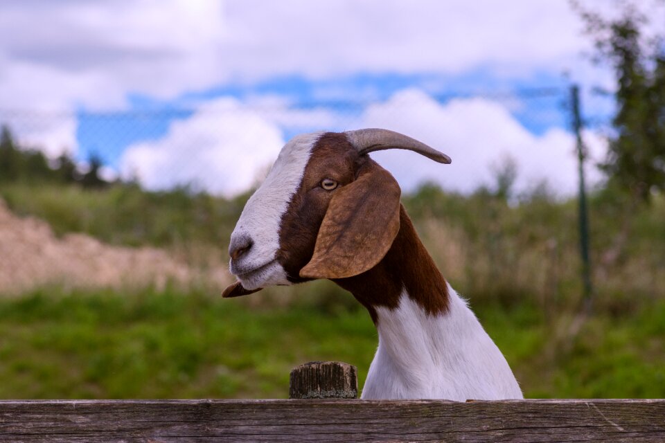 Quadruped domestic goat mammal