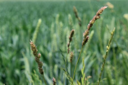 Nature cereals landscape