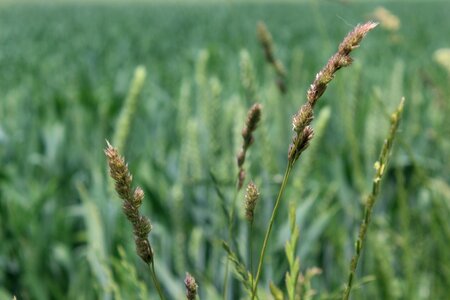 Nature cereals landscape photo