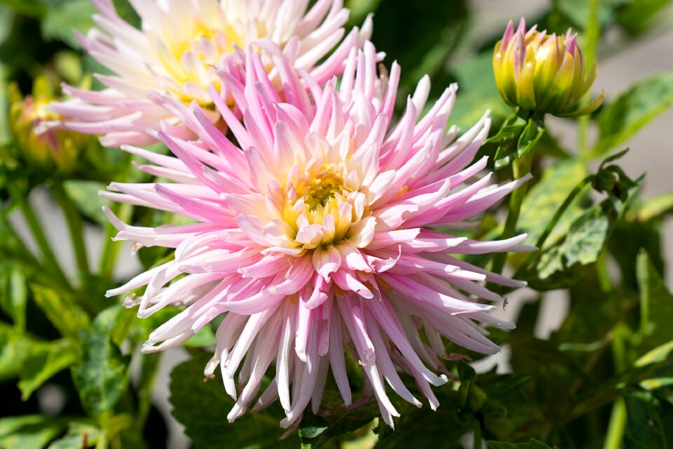 Blossom bloom garden