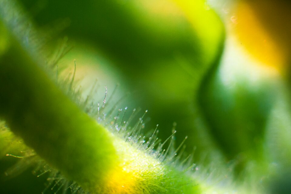 Summer mystery nature