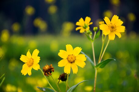 Flower yellow sunflower photo