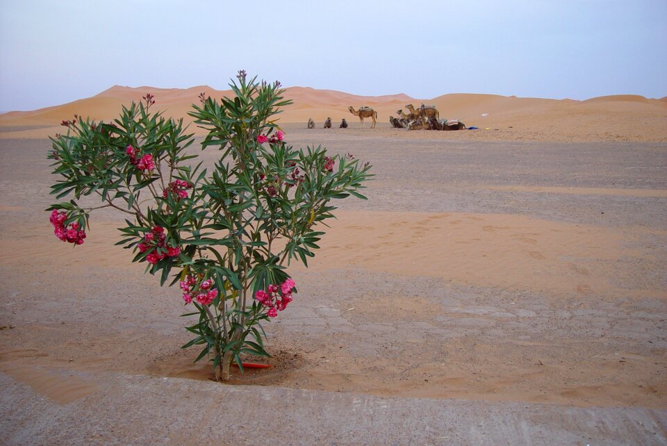 Wüstentour nomad sahara