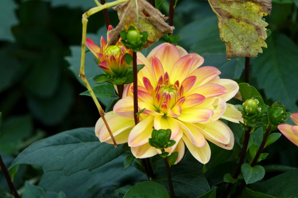 Vendée flowering july garden