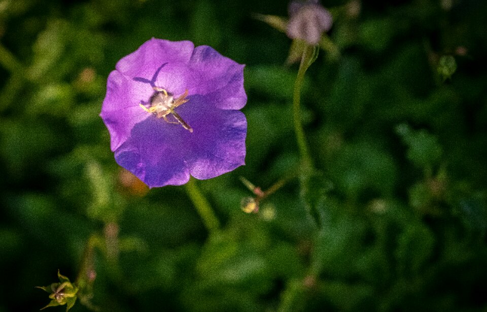 Prosperous evening sun violet