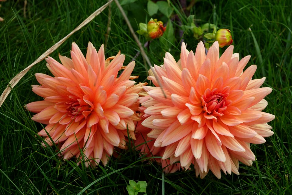 Dahlia garden flowering july through to the winter