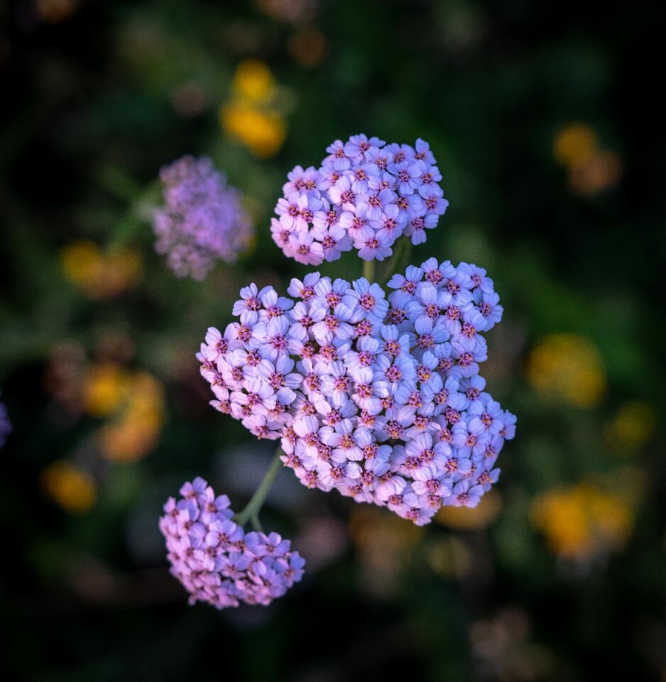 Spring tender nature