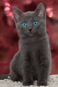 Grey kitten cute photo