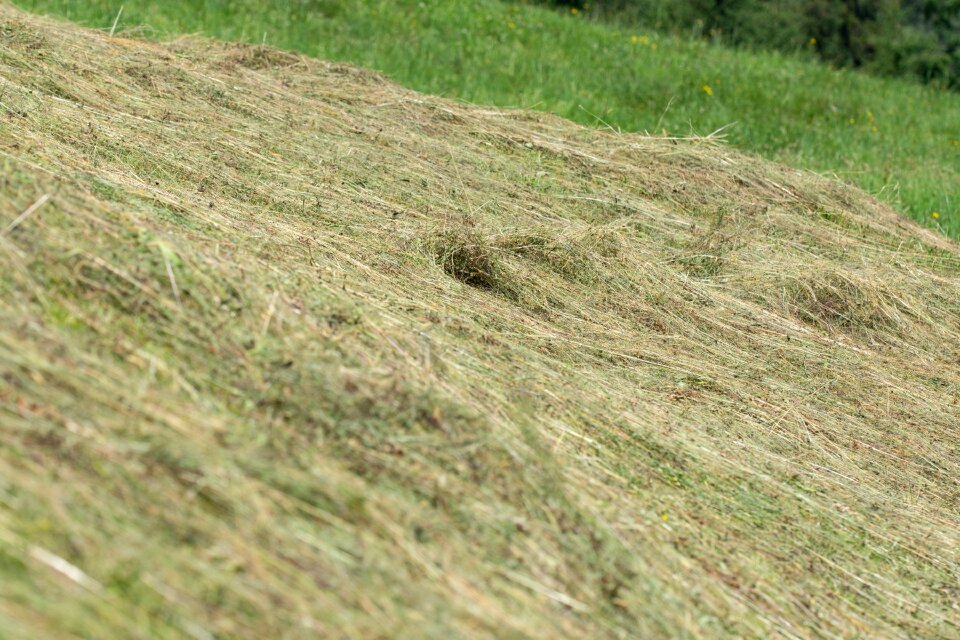 Nature grass meadow