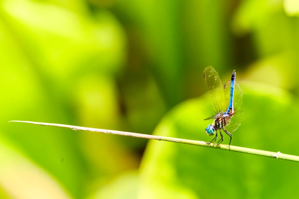 Insect animal summer