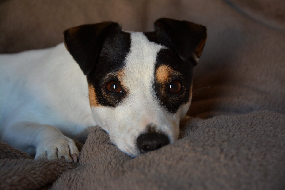 Animals terrier jack