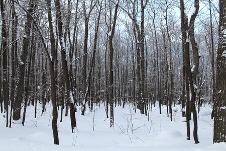 Nature cold landscape