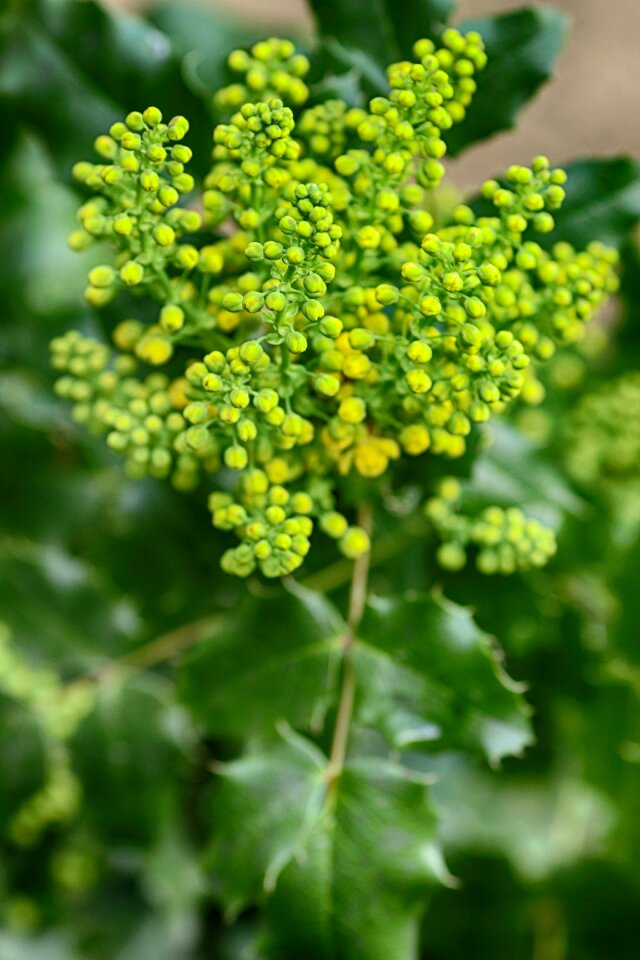 Nature leaf green growth