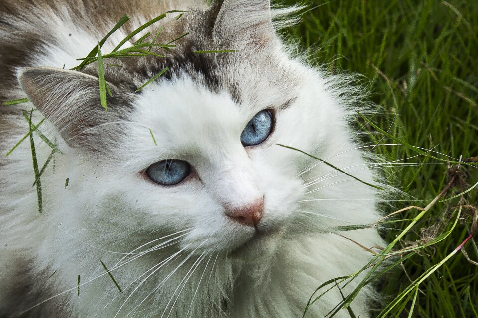 Blue eyes domestic animal cat eyes