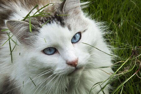 Blue eyes domestic animal cat eyes