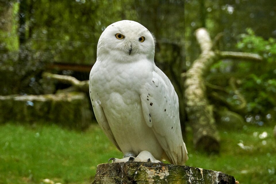 Raptor nature white