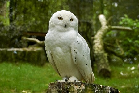 Raptor nature white photo