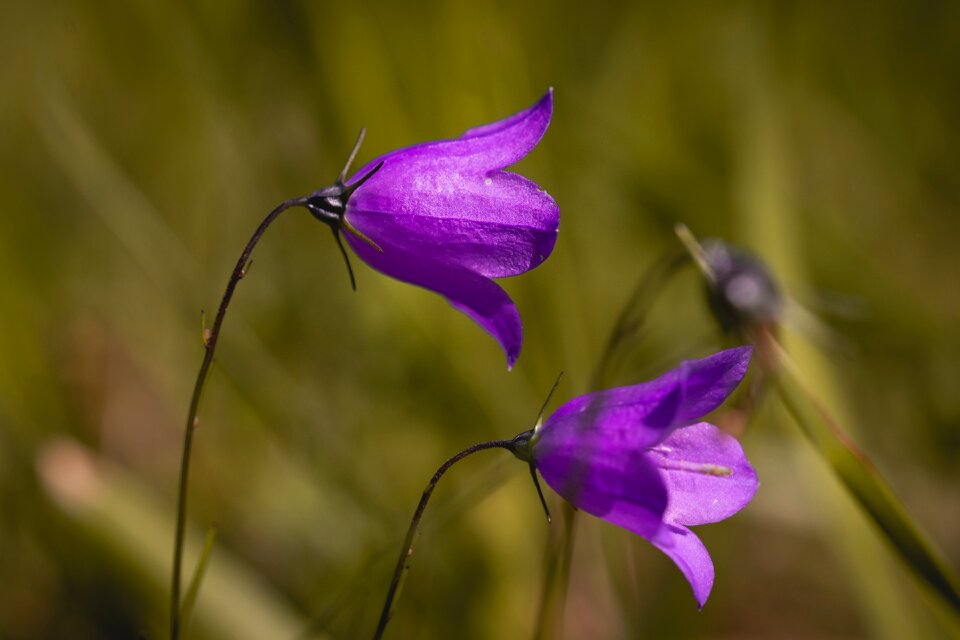 Pointed flower blossom bloom