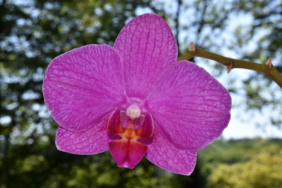 Phalaenopsis plant flowering
