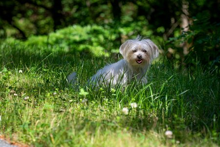 White white dog small photo