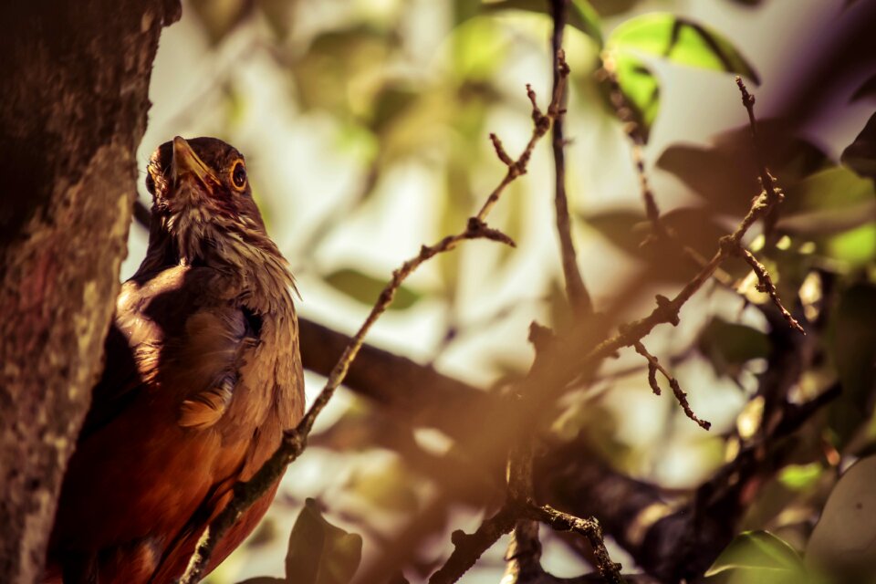 Parrot nature plumage