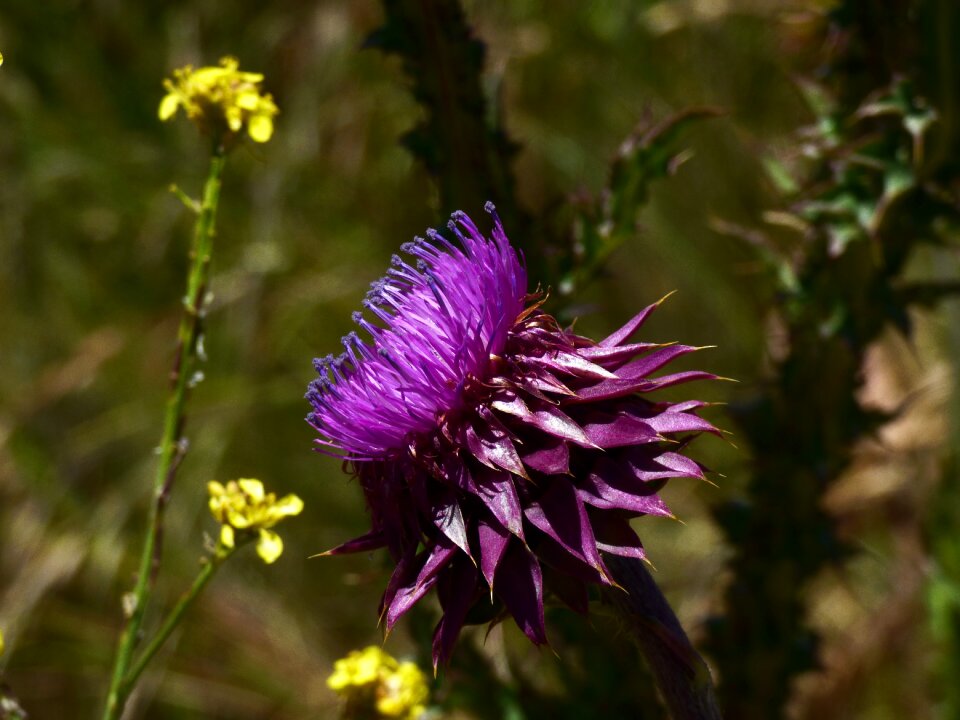Thistle countryside purple