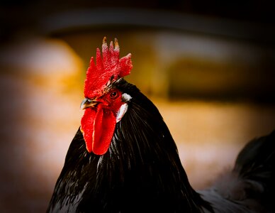 Comb livestock close up
