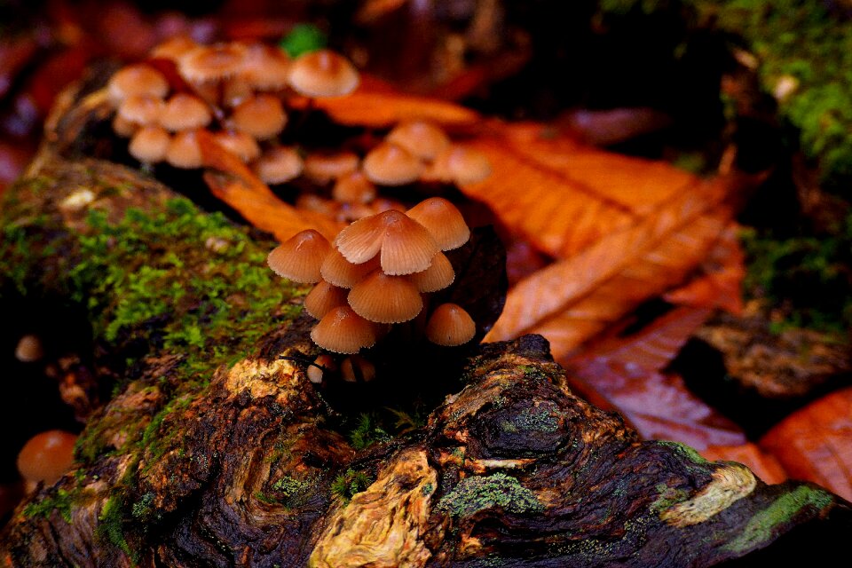Moisture rain autumn