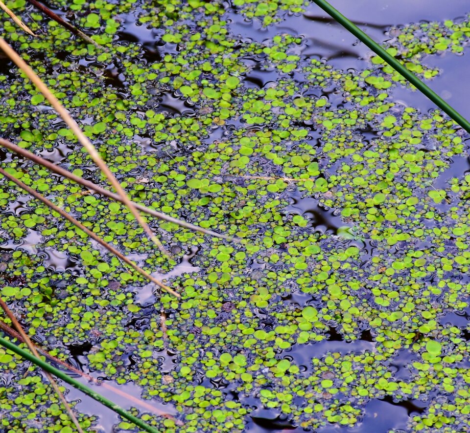 Leaves mirroring brackish water