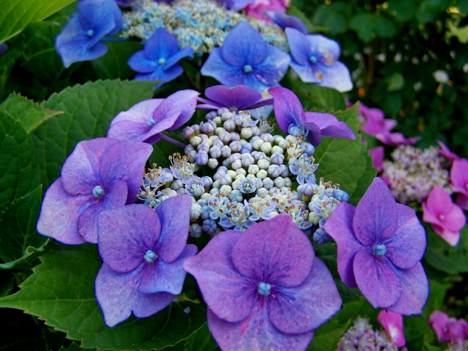 Hydrangea summer flower flower garden