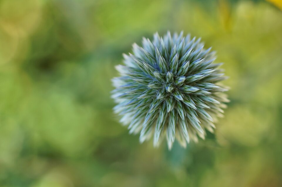 Nature flower flora