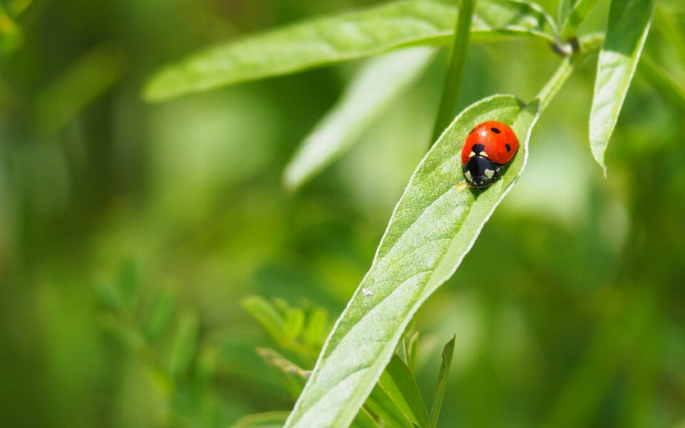 Insects ladybug macro