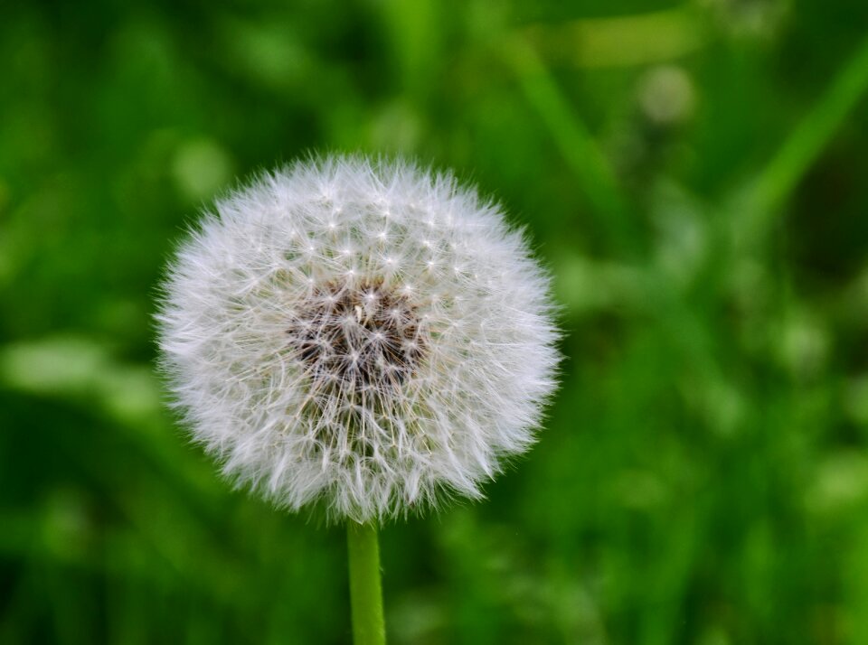 Macro nature pointed flower