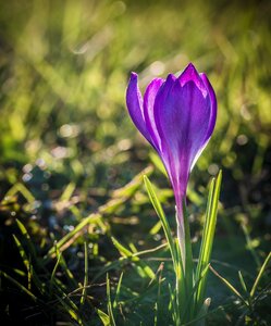 Purple spring meadow