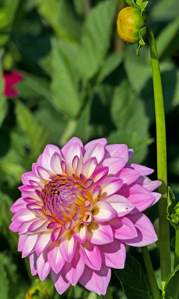 Dahlia reddish white